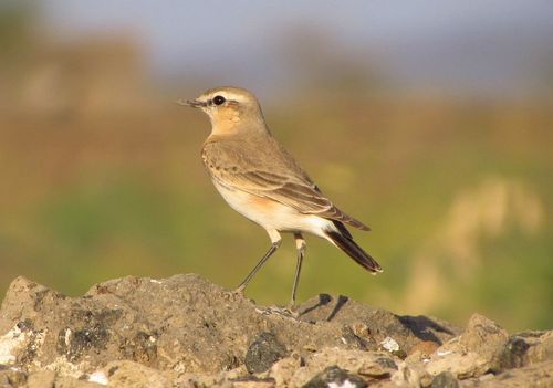 Isabelline Wheatear