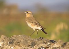 Isabelline Wheatear photo 4