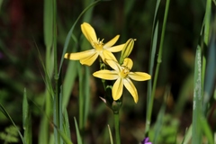 Triteleia ixioides scabra