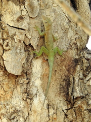 Anolis marmoratus