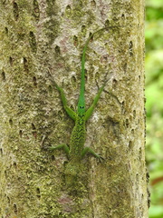 Anolis marmoratus