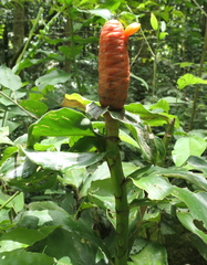 Costus scaber