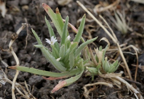 iNaturalist observation photo of Selfing Willowherb