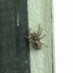 Salticidae