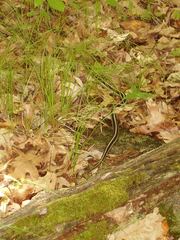Thamnophis saurita septentrionalis