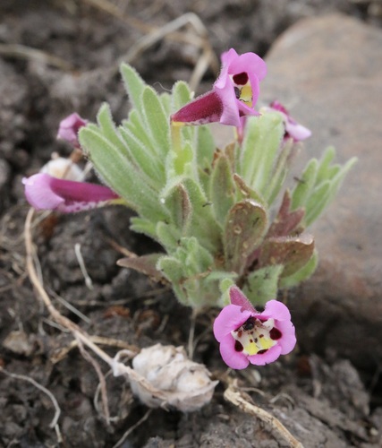 iNaturalist observation photo of tricolor monkeyflower