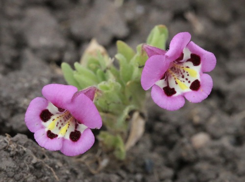 iNaturalist observation photo of tricolor monkeyflower