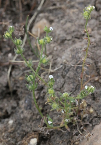 iNaturalist observation photo of Greene's popcornflower