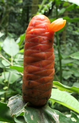 Costus scaber