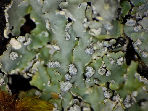 Spicy Mustard-rosette