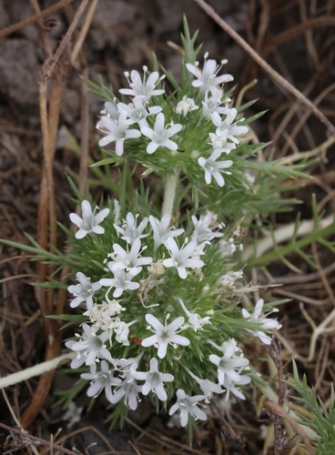 iNaturalist observation photo of Navarretia leucocephala leucocephala