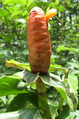 Costus scaber