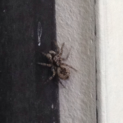 Salticidae
