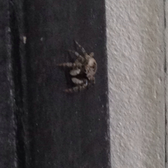 Salticidae