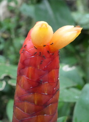 Costus scaber