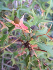 Berberis harrisoniana