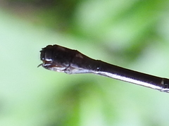 Argia concinna