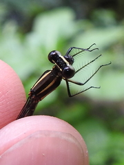 Argia concinna