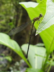 Argia concinna