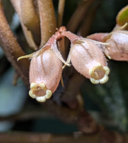 Coronanthera observed 2026-05-04