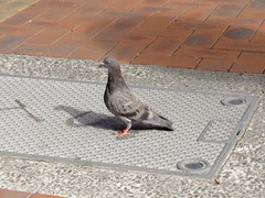 Columba livia domestica