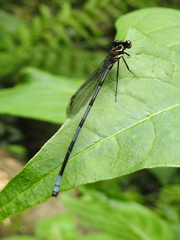 Argia concinna