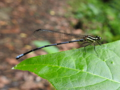 Argia concinna