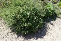 Eriogonum cinereum