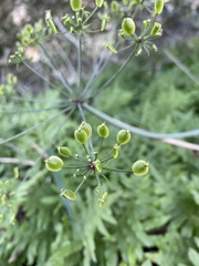 Lomatium lucidum