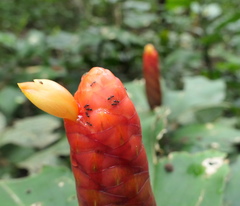 Costus scaber