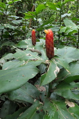 Costus scaber