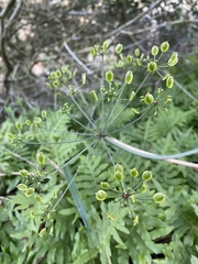 Lomatium lucidum