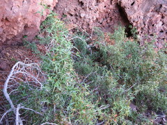 Berberis harrisoniana