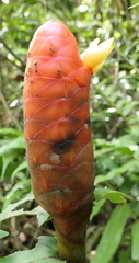 Costus scaber