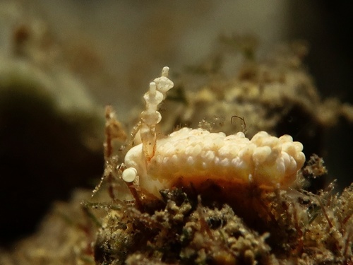 Bulbaeolidia alba