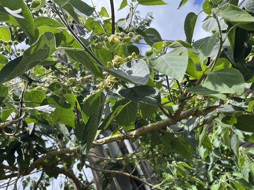 Clerodendrum canescens, photograph 5