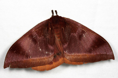 Automeris phrynon