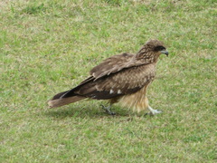 Milvus migrans lineatus