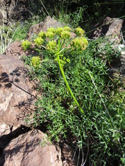 Cymopterus panamintensis