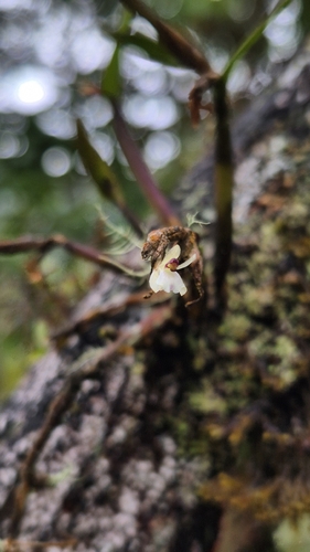 Scaphyglottis prolifera, photograph 2