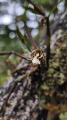 Scaphyglottis prolifera, photograph (c) Frank Dietze, some rights reserved (CC BY)