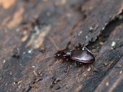 Gastrellarius honestus