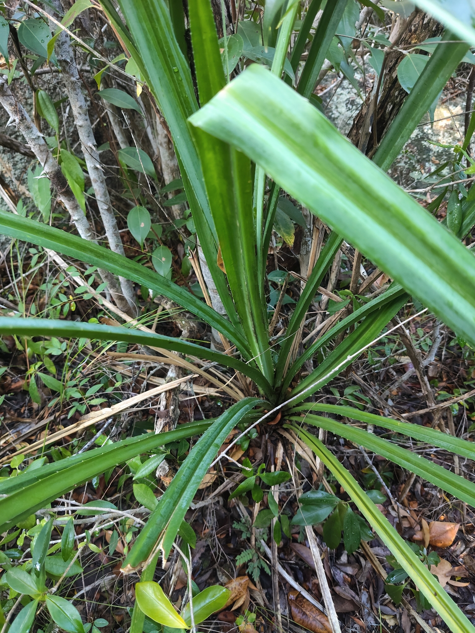 Pandanus tectorius (Pandanus tectorius)