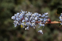 Ceanothus pendletonensis