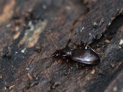 Gastrellarius honestus