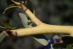 Ceanothus pendletonensis