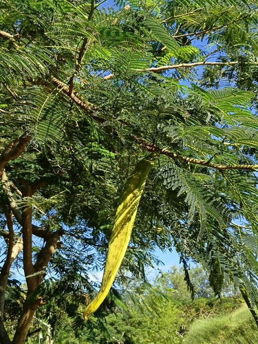 Leucaena diversifolia observed 2026-05-06