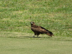 Milvus migrans lineatus