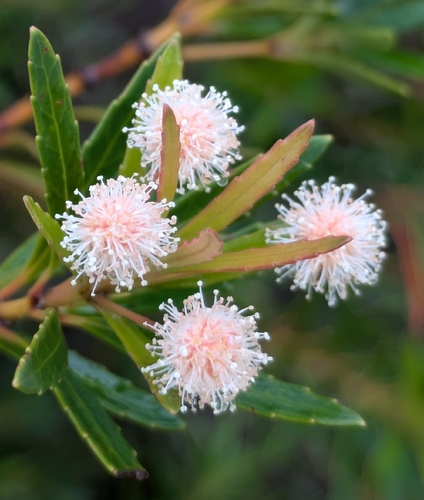 Pancheria elegans observed 2026-05-04