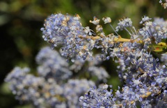 Ceanothus pendletonensis